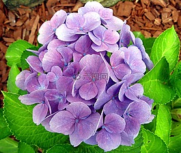 八仙花,藍(lán)色,開花