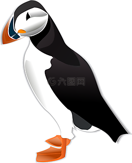 海雀,鳥,自然