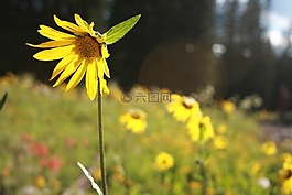花,黃色,自然