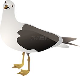 鷗,海鷗,鳥