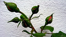 玫瑰,芽,開花