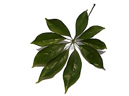 鵝掌,工作表,植物