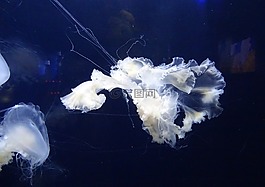 海蜇,果凍,魚(yú)