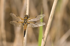 蜻蜓,動物,性質(zhì)