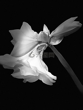 花,自然,植物區(qū)系