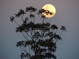 澳大利亞,超級月亮,太陰