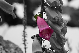 花卉,開花,植物