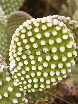 仙人掌,鏟,荊棘
