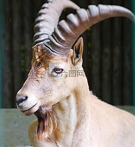 摩羯座,高山 ibex,角