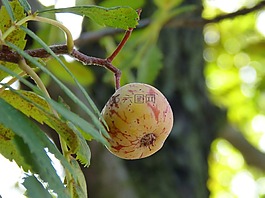 mespilus 德國(guó)小蠊,枸杞子,冬天