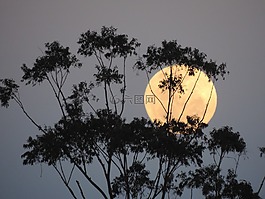 澳大利亞,超級月亮,太陰