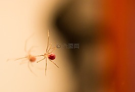 蜘蛛,反思,特寫