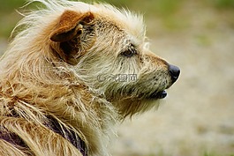 狗,小,動物