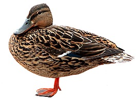 鳥,動物,筆