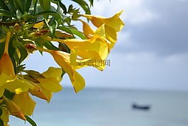 開花,黃色,花