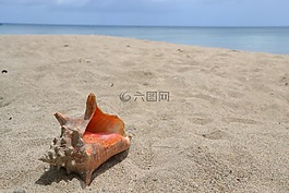 外殼,沙,海灘