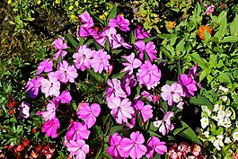 鮮花,綠色,廠