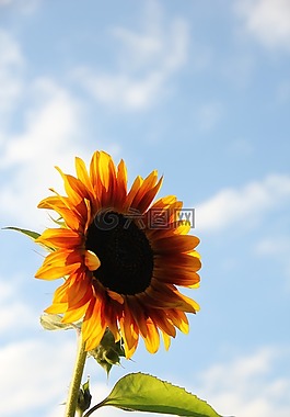 太陽花,天空,夏季