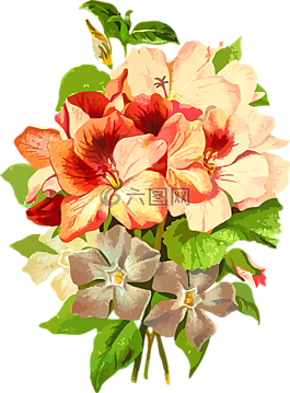 植物區(qū)系,花的,花