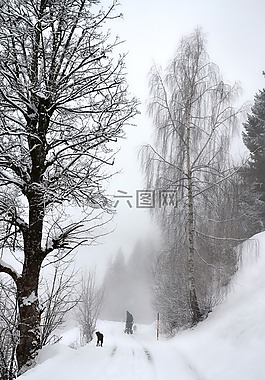 冬天,雪,樹