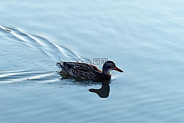 鳥,湖,水域