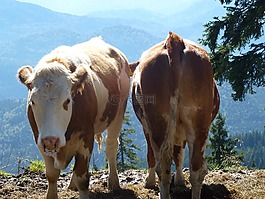 奶牛,太陽,山