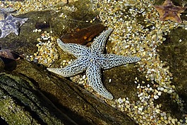 海星,魚(yú),海洋