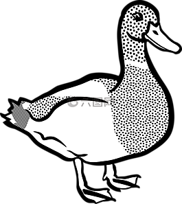 動物,鳥,鴨