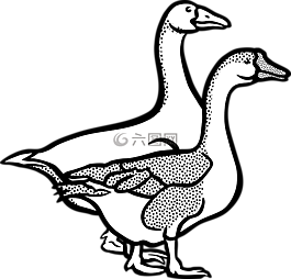 動物,農(nóng)場,鵝