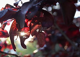 樹,日落,紅葉