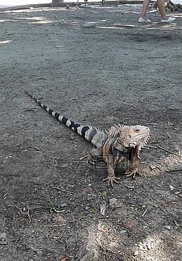 動(dòng)物,伊瓜,性質(zhì)