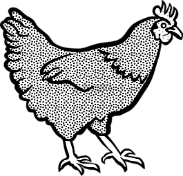 動物,雞,農(nóng)場
