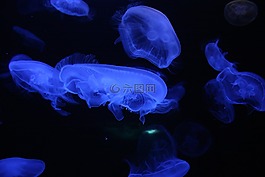 水母,水下,海