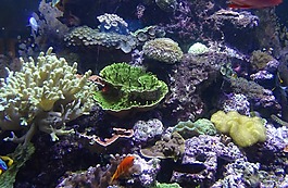 海膽,海洋,生物