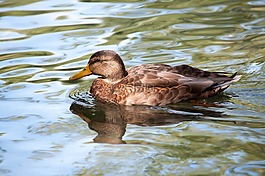 鳥,水,性質(zhì)