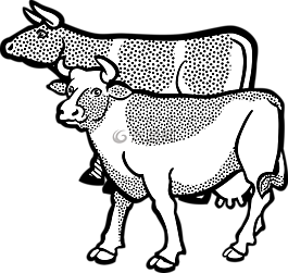 動物,牛,農(nóng)場