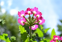 鮮花,盛開,自然