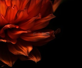 花,性質(zhì),紅色