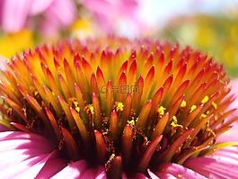 花,開花,花粉