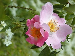 花,臀部,灌木