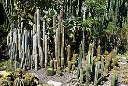 仙人掌,綠色,廠