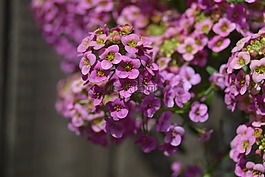 香雪球屬,鮮花,letni?ka