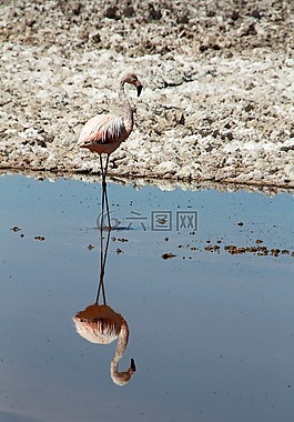 火烈鳥,粉紅色,阿塔卡馬沙漠