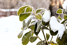 葉,自然,植物區(qū)系