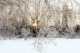 冬天,雪,霜