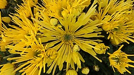 菊花,fóliovník,针
