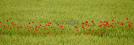 鮮花,罌粟花,綠色