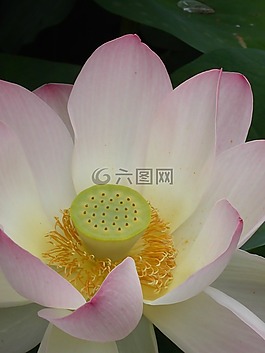 鮮花,蓮花,開花