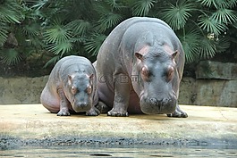 動物園,動物,河馬