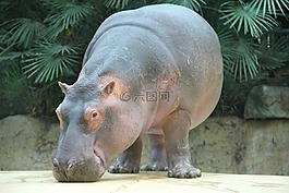 動物園,動物,河馬